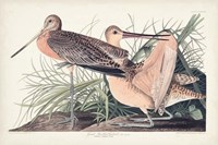 Framed Pl. 238 Great Marbled Godwit