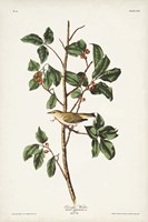 Framed Pl. 154 Tennessee Warbler