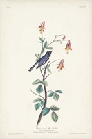 Framed Pl. 155 Black-throated Blue Warbler