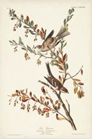 Framed Pl. 188 Tree Sparrow