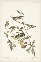 Framed Pl. 414 Golden-winged Warbler