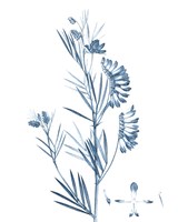 Framed Antique Botanical in Blue IX
