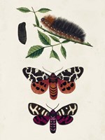 Framed Caterpillar & Moth V