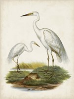 Framed Antique Waterbirds V