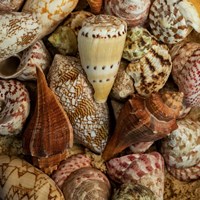 Framed Mini Conch Shells I