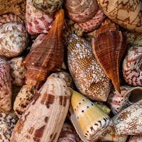 Framed Mini Conch Shells II