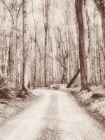 Framed Road in the Woods