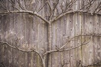 Framed Provincetown Winter Vines, Cape Cod