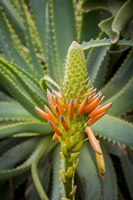 Framed African Aloe