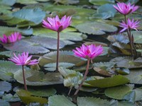 Framed Pink Water Lilies