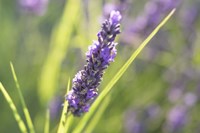 Framed Close-Up Of Lavender Blooms