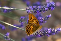 Framed Marbled Butterfly On Valensole