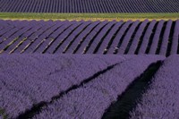 Framed Lavender Fields On Valensole Plain, Provence, Southern France