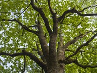 Framed Giant Oak Hainich Woodland In Thuringia, Germany