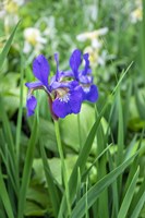 Framed Purple Siberian Iris