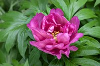 Framed Pink Peony