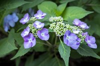 Framed Blue Lacecap Hydrangea