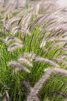 Framed Crimson Fountain Grass