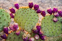 Framed California Prickly Pear Cactus