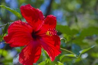 Framed Hibiscus Flower