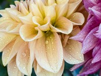 Framed Yellow Dahlia