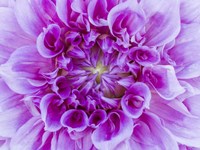 Framed Close-Up Of A Purple Dahlia