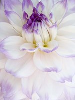 Framed White Dahlia with Purple Edges