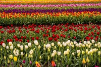 Framed Tulip Field In Bloom