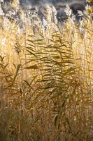 Framed Utah Grasses Along The Fremont River