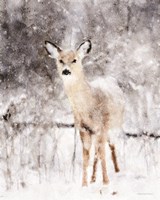 Framed Deer in Winter Forest