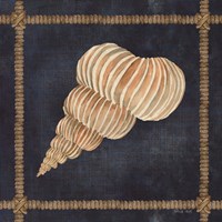 Framed Seashell on Navy III