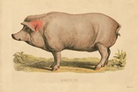 Framed Domestic Pig