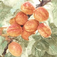 Framed Peach Branch