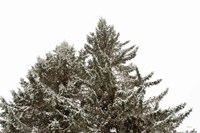 Framed Snow on Treetops