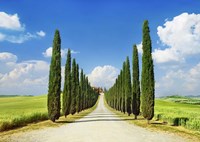 Framed Cypress alley, San Quirico d'Orcia, Tuscany