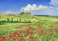 Framed Farmhouse with Cypresses and Poppies, Val d'Orcia, Tuscany
