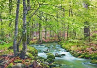 Framed Forest brook through beech forest, Bavaria, Germany