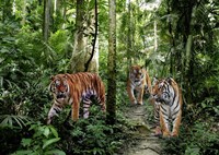 Framed Bengal Tigers