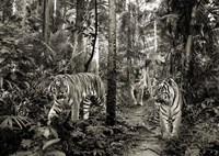 Framed Bengal Tigers (BW)