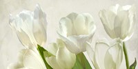 Framed White Tulips (detail)