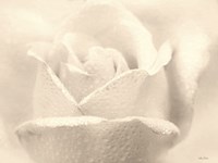 Framed White Rose