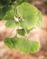 Framed Sprouting Ginkgo IV