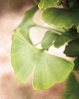 Framed Sprouting Ginkgo III