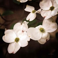 Framed White Dogwood III