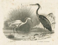 Framed French Birds II
