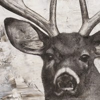Framed Deer Portrait