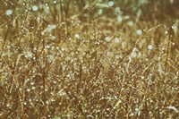 Framed Dew on Grasses