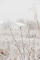 Framed Early Snow