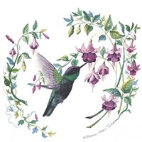 Framed 'Male Magnificent Hummingbird' border=