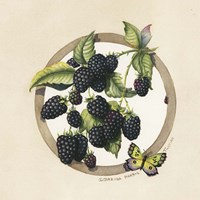 Framed 'Blackberries' border=